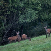 jelen evropský - Cervus elaphus