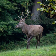 jelen evropský - Cervus elaphus