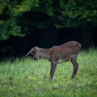 jelen evropský - Cervus elaphus