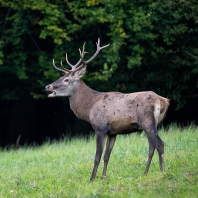 jelen evropský - Cervus elaphus