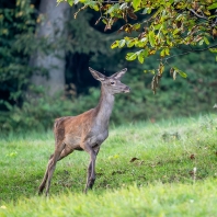 jelen evropský - Cervus elaphus