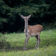 jelen evropský - Cervus elaphus