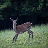 jelen evropský - Cervus elaphus