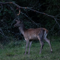 jelen evropský - Cervus elaphus