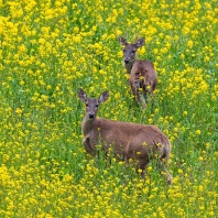 jelenec běloocasý - Odocoileus virginianus