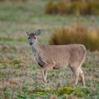 jelenec běloocasý - Odocoileus virginianus