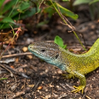 ještěrka zelená - Lacerta viridis