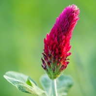 jetel inkarnát - Trifolium incarnatum