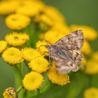 jetelovka hnědá - Euclidia glyphica