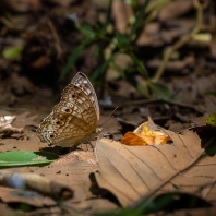 Junonia atlites