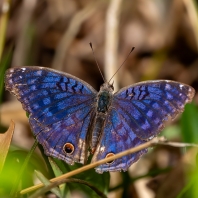 Junonia rhadama