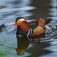 kachnička mandarínská - Aix galericulata