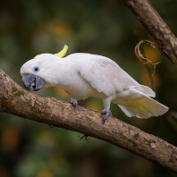 kakadu žlutočečelatý malý - Cacatua...