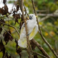 kakadu žlutočečelatý malý - Cacatua...