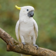 kakadu žlutočečelatý malý - Cacatua...