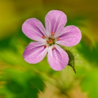 kakost smrdutý - Geranium robertianum