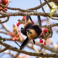 kaloň mauricijský - Pteropus niger