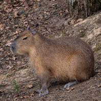 kapybara - Hydrochoerus hydrochaeris