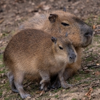 kapybara - Hydrochoerus hydrochaeris