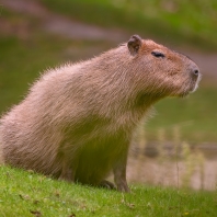 kapybara - Hydrochoerus hydrochaeris