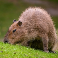 kapybara - Hydrochoerus hydrochaeris