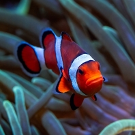 klaun očkatý - Amphiprion ocellaris