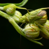 klopuška bramborová - Lygocoris pabulinus