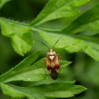 klopuška červená - Lygus pratensis