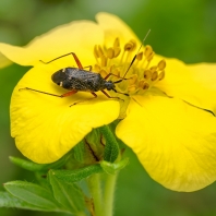 klopuška chmelová - Closterotomus...