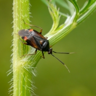 klopuška měnlivá - Deraeocoris ruber