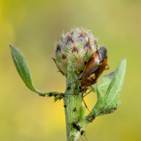 klopuška měnlivá - Deraeocoris ruber