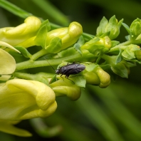 klopuška obecná - Plagiognathus arbustorum