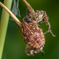 kněžice obecná - Carpocoris purpureipennis