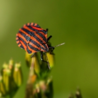 kněžice pásovaná - Graphosoma italicum