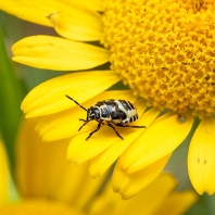 kněžice zelná - Eurydema oleracea