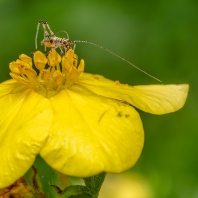 kobylka malá - Phaneroptera nana