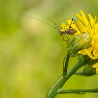 kobylka malá - Phaneroptera nana