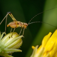 kobylka malá - Phaneroptera nana