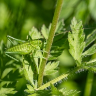 kobylka zelená - Tettigonia viridissima