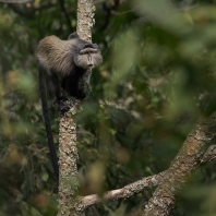 kočkodan diadémový - Cercopithecus mitis