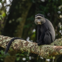 kočkodan diadémový - Cercopithecus mitis