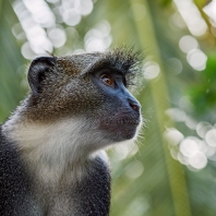 kočkodan diadémový - Cercopithecus mitis