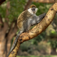 kočkodan obecný - Chlorocebus aethiops