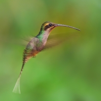 kolibřík šedobřichý - Phaethornis guy