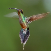 kolibřík šedobřichý - Phaethornis guy