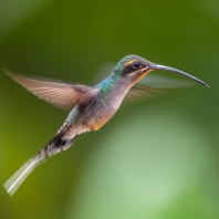 kolibřík šedobřichý - Phaethornis guy