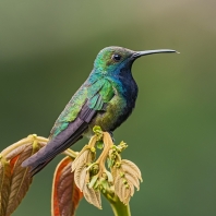 kolibřík tropický - Anthracothorax...