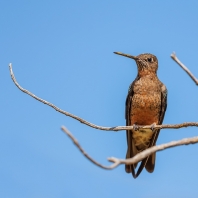 kolibřík velký - Patagona gigas