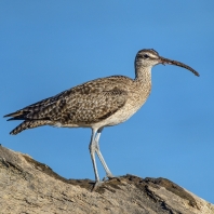 koliha malá - Numenius phaeopus