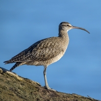 koliha malá - Numenius phaeopus